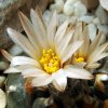 Turbinicarpus _jauernigii_ 06